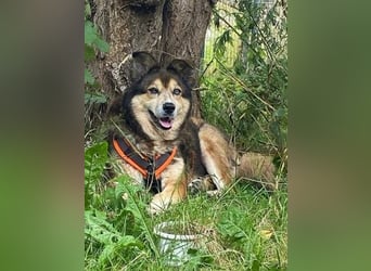 Freundliche Lexy wartet in 28857 Syke