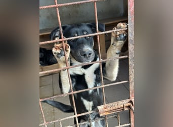 Cosmo sitzt noch in der Tötung