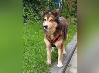 Freundliche Lexy wartet in 28857 Syke