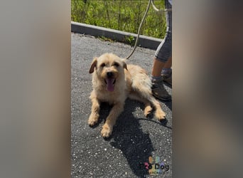 Santinho - ein Glückshund