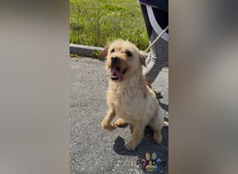 Santinho - ein Glückshund