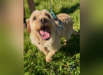 Santinho - ein Glückshund