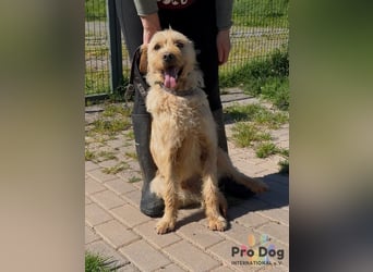 Santinho - ein Glückshund