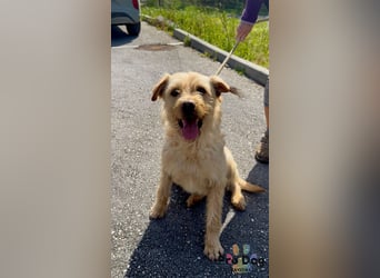 Santinho - ein Glückshund