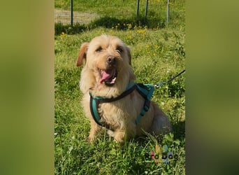 Santinho - ein Glückshund