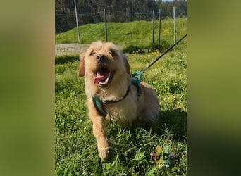 Santinho - ein Glückshund