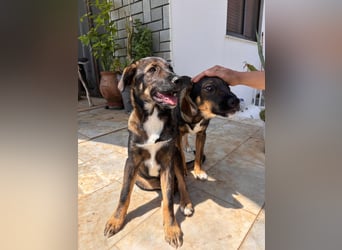 Frida sucht ihr Für-immer-Zuhause