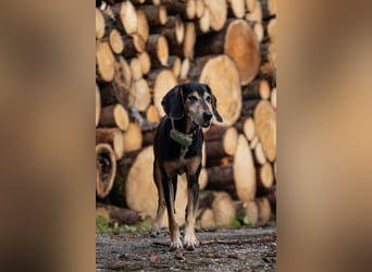 Rohny - in 86974 Apfeldorf