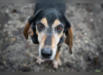 Rohny - in 86974 Apfeldorf