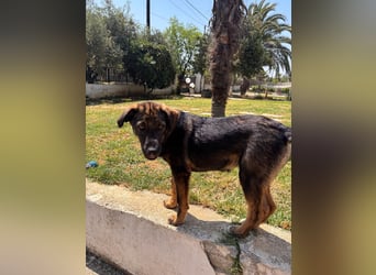 Frida sucht ihr Für-immer-Zuhause