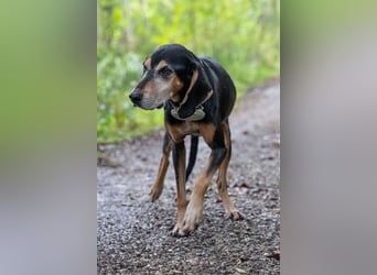 Rohny - in 86974 Apfeldorf