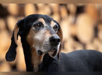 Rohny - in 86974 Apfeldorf