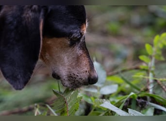 Rohny - in 86974 Apfeldorf