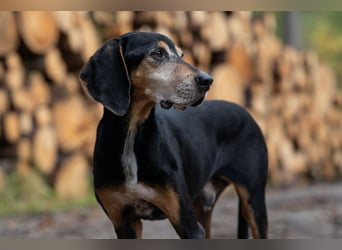 Rohny - in 86974 Apfeldorf