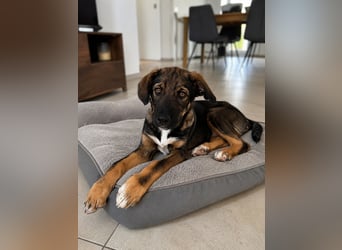 Frida sucht ihr Für-immer-Zuhause