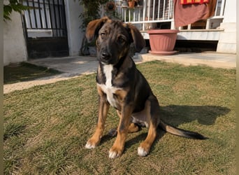 Frida sucht ihr Für-immer-Zuhause