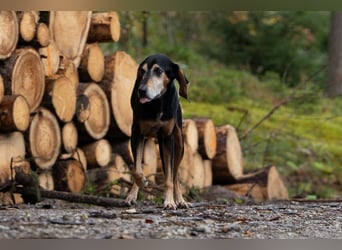 Rohny - in 86974 Apfeldorf