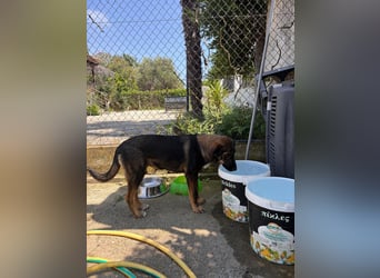 Finn sucht sein Zuhause