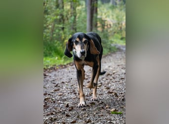 Rohny - in 86974 Apfeldorf