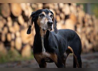 Rohny - in 86974 Apfeldorf