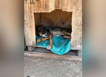 Finn sucht sein Zuhause