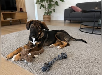 Finn sucht sein Zuhause