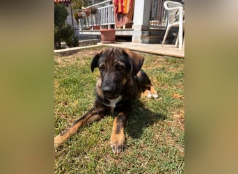 Frida sucht ihr Für-immer-Zuhause