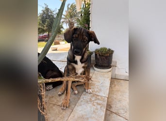 Finn sucht sein Zuhause