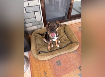 Frida sucht ihr Für-immer-Zuhause