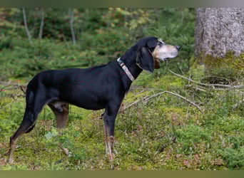 Rohny - in 86974 Apfeldorf