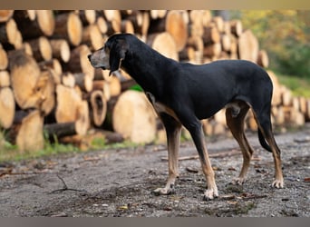 Rohny - in 86974 Apfeldorf