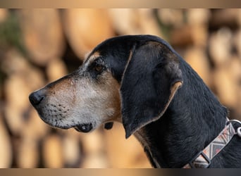 Rohny - in 86974 Apfeldorf