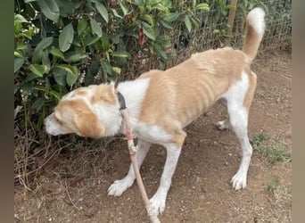 Freundlicher Frankie sucht seine Familie