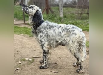 Elvira - treue Settermix Hündin sucht dich