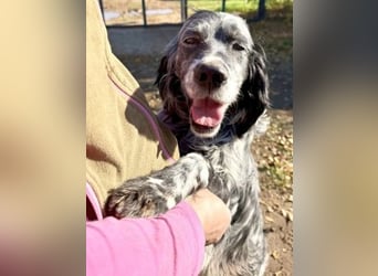 Ernesto - freundlicher Setter sucht sicheres Zuhause
