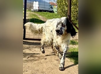 Matteo - feiner treuer Setter-Mix