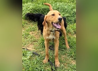Herzensbrecher Loki sucht Familienanschluss