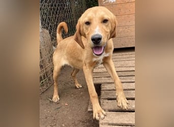 Herzensbrecher Loki sucht Familienanschluss