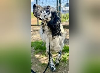Matteo - feiner treuer Setter-Mix