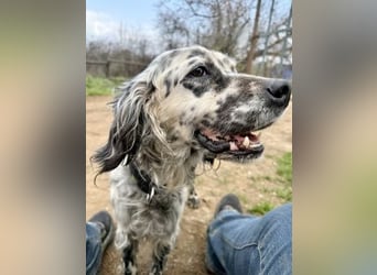 Elvira - treue Settermix Hündin sucht dich