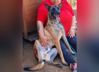 Zorro - liebevoller, menschenbezogener Rüde sucht Zuhause