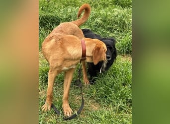 Herzensbrecher Loki sucht Familienanschluss