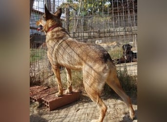 ILIANA - sanfte Hündin sucht ihr Glück