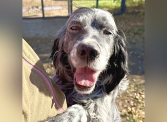 Ernesto - freundlicher Setter sucht sicheres Zuhause