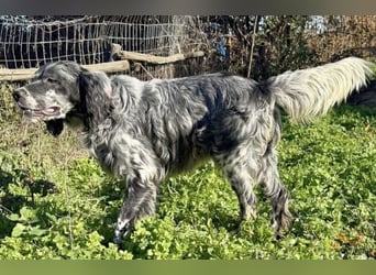 Ernesto - freundlicher, agiler Setter sucht sicheres Zuhause