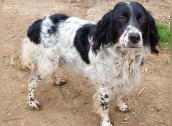 Serafina- schmusige Setter-Mix-Hündin liebt Mensch und Tier
