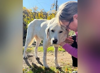 Freundlicher Manthos auf Familiensuche