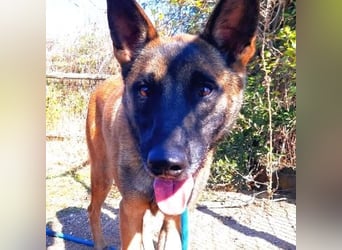 Zorro - liebevoller, menschenbezogener Rüde sucht Zuhause