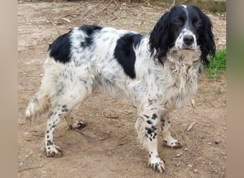 Serafina- schmusige Setter-Mix-Hündin liebt Mensch und Tier