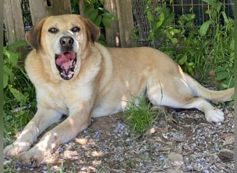 Freundlicher Kleon sucht einen warmen Seniorenplatz